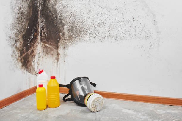 Best Residential Mold Removal  in Valatie, NY